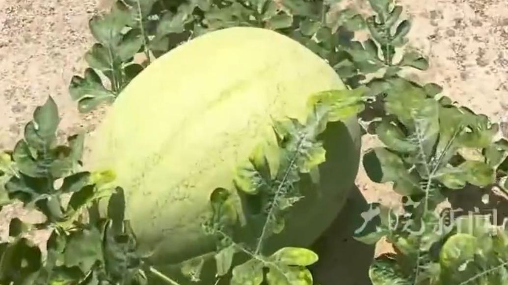 游戏专题 第159页